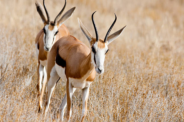 istock Two springbok in the kalahari 175450446