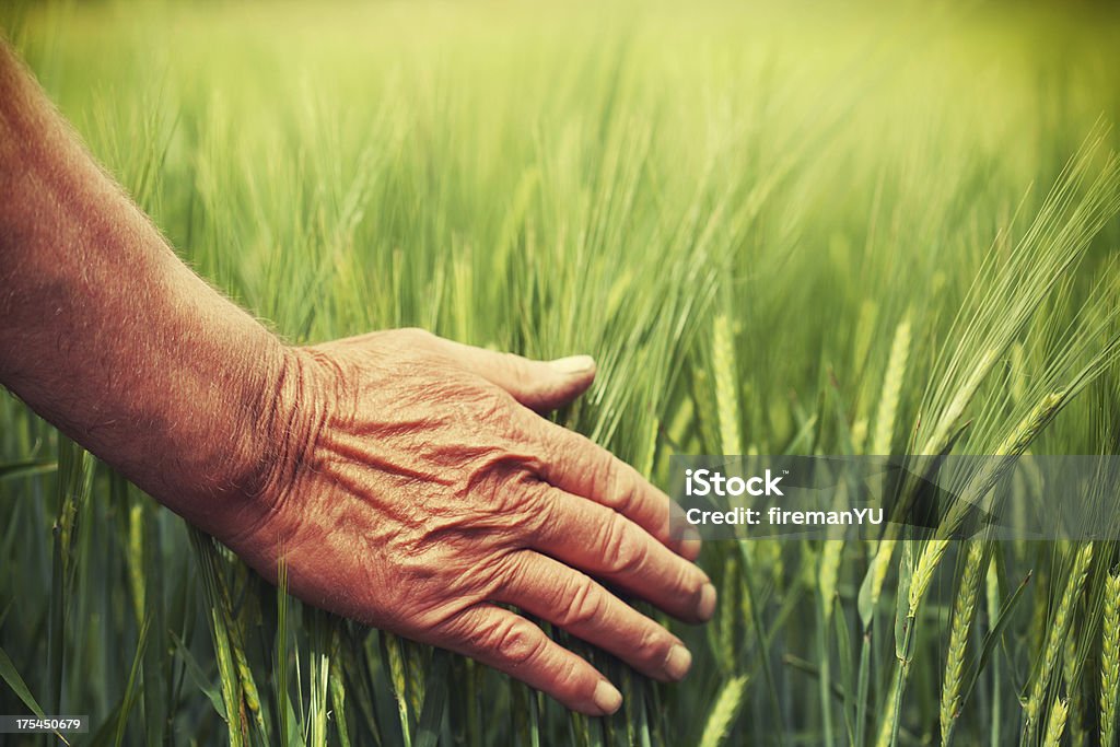 Mano nel campo di grano - Foto stock royalty-free di Grano - Graminacee