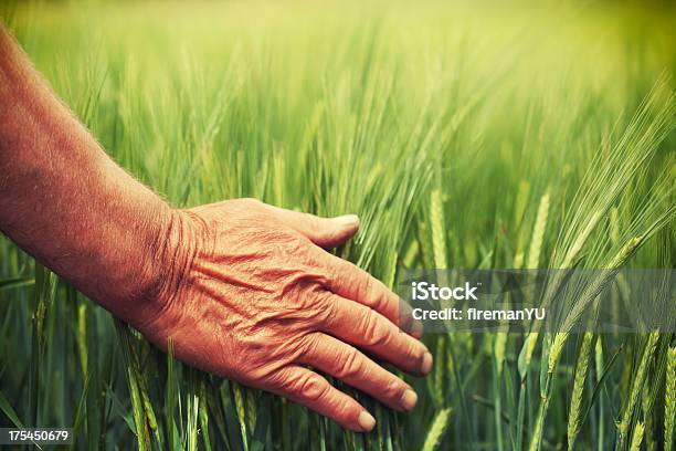 Mano Nel Campo Di Grano - Fotografie stock e altre immagini di Grano - Graminacee - Grano - Graminacee, Colore verde, Erba