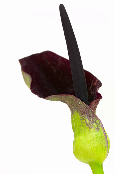 istock Velvet Calla Lily 175450688
