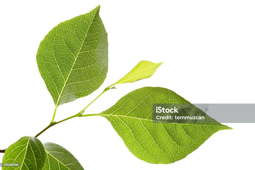 잎 시리즈 - 로열티 프리 0명 스톡 사진
