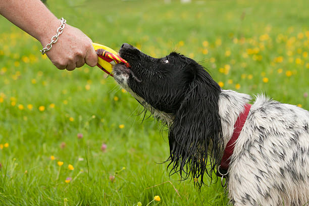 istock Tug of war! 175450844