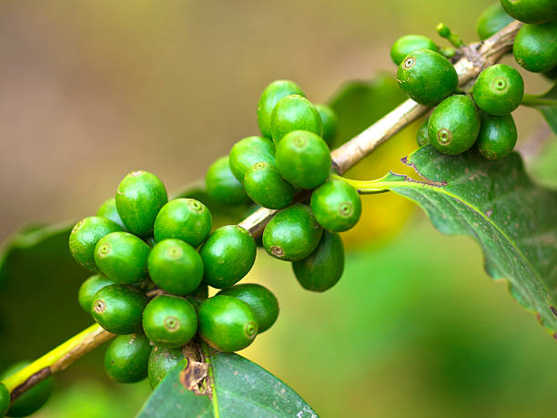 Close up of green coffee beans growing on plant stock photo