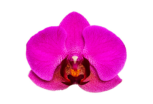 Large purple orchid isolated on white background. Lilac Cattleya flower. Bud plant. Cattleya orchid Blc Triumphal Coronation Seto Cattleyas, Vandas, Dendrobiums in bloom.