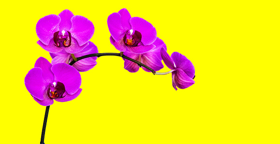 The branch of lilac orchids on a yellow background.
