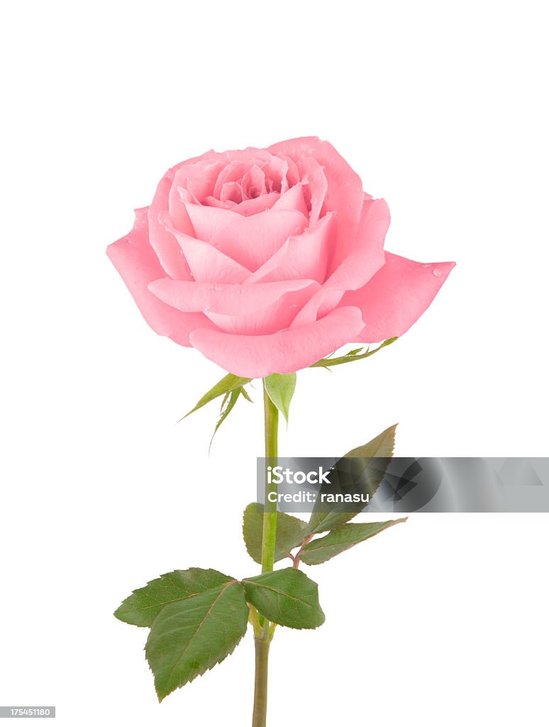 Pink Rose Stock Photo - Download Image Now - Rose - Flower, Pink ...