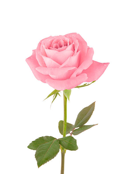 Pink Rose http://i814.photobucket.com/albums/zz66/eminebaryam/R0SES%20pg.jpg  rose flower stock pictures, royalty-free photos & images