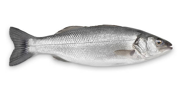 istock Sea Bass with Clipping Path 175451217
