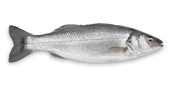 Sea Bass with Clipping Path  bass fish photos stock pictures, royalty-free photos & images