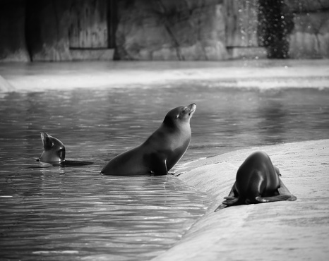 Black and white image of Californian sea lions on a beach