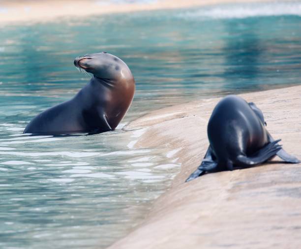 istock Californian Sea Lions 1754515169