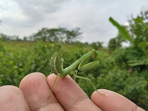 Praying mantis isolated on white