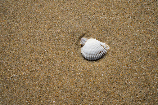 Open shell on sandy beach by the sea close-up. Shallow DOF!