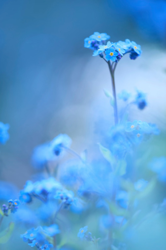 A bee flies near a beautiful blue flower. CREATIVE. A flower with blue petals in a meadow. Insects are on the flower. The wind blows a flower growing in a clearing.