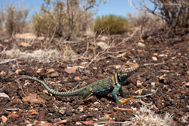 lagarto-de-colar em rocha de lava arizona - lizard collared lizard reptile animal imagens e fotografias de stock