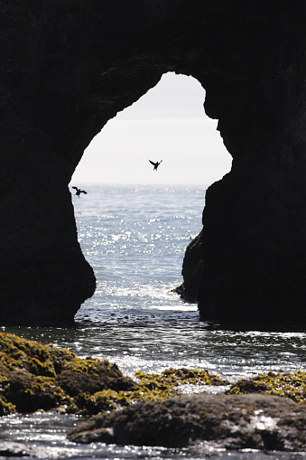 Two ducks fly up into the archway of a giant Pacific sea stack rock, silhouetted by the bright background sky,  The birds are captured mid-flight inside the natural arch.  The sea stack rock is very dark, but still containing faint detail.  The foreground is seaweed covered rocks in coastal tidewater.  The water extends out through the arch into the ocean proper.  Vertically composed with the archway positioned just above center frame.