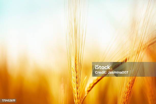 Trigo De Oro Foto de stock y más banco de imágenes de Centeno - Grano - Centeno - Grano, Grano - Planta, Macrofotografía