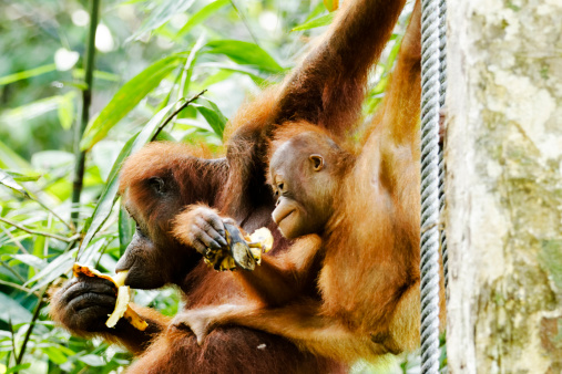 Orangutan mother and child in the jungle in Borneo