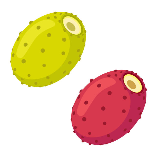 ilustracja opuncji. - opuncja stock illustrations