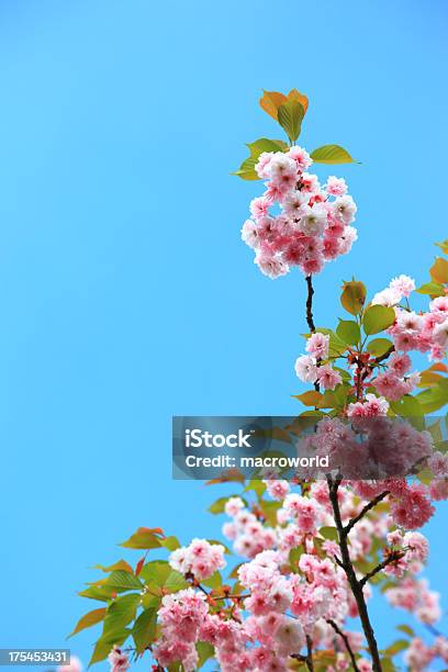 Cherry Blossoms Stockfoto und mehr Bilder von Baumblüte - Baumblüte, Kirschblüte, Anfang
