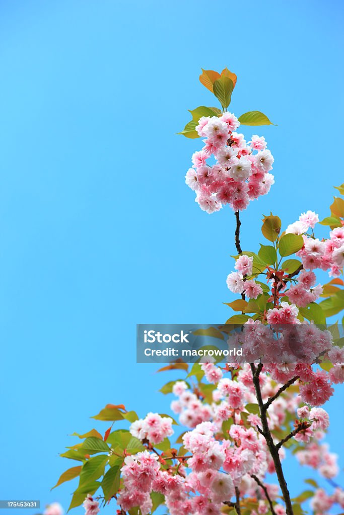 Cerezos en flor - Foto de stock de Florecer libre de derechos