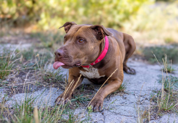 istock american pitbull terrier dog playing outside 1754534800