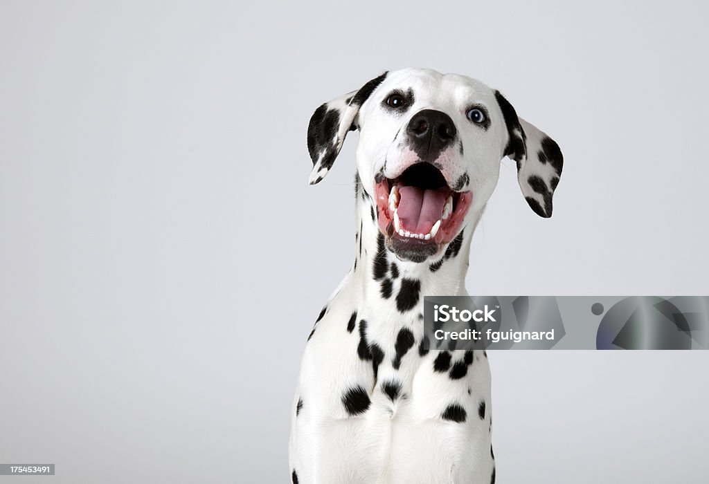 Dalmatian studio shoot Dog Stock Photo