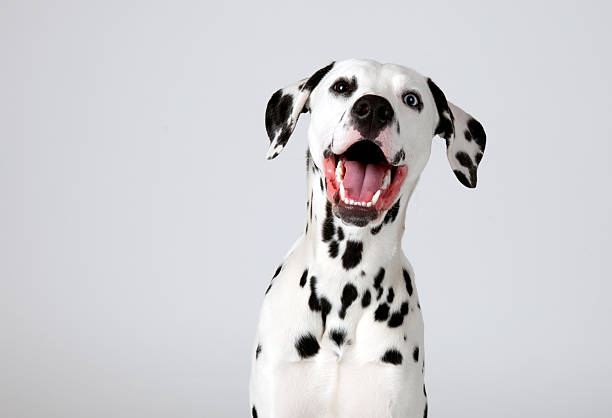 Dalmatian studio shoot cute stock pictures, royalty-free photos & images