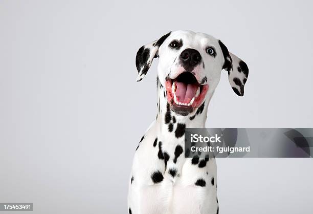 Dalmatian Stock Photo - Download Image Now - Dog, Dalmatian Dog, Cute