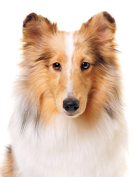 istock red Shetland Sheepdog dog portrait on white. 175453507