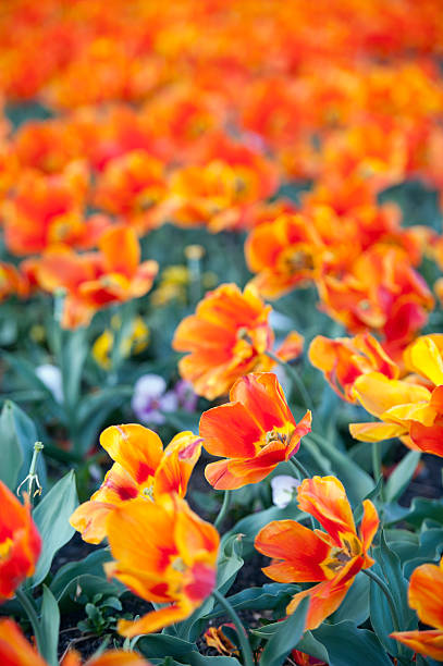 rosso arancione tulipani - star tulip foto e immagini stock