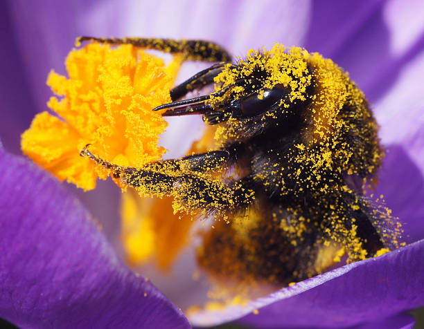 bumble pszczoła na crocus - insect animal eye flower flower head zdjęcia i obrazy z banku zdjęć