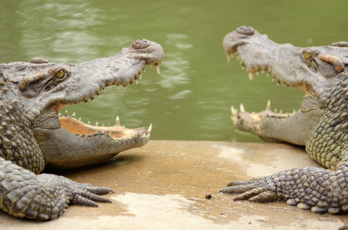 Two Crocodile head Together