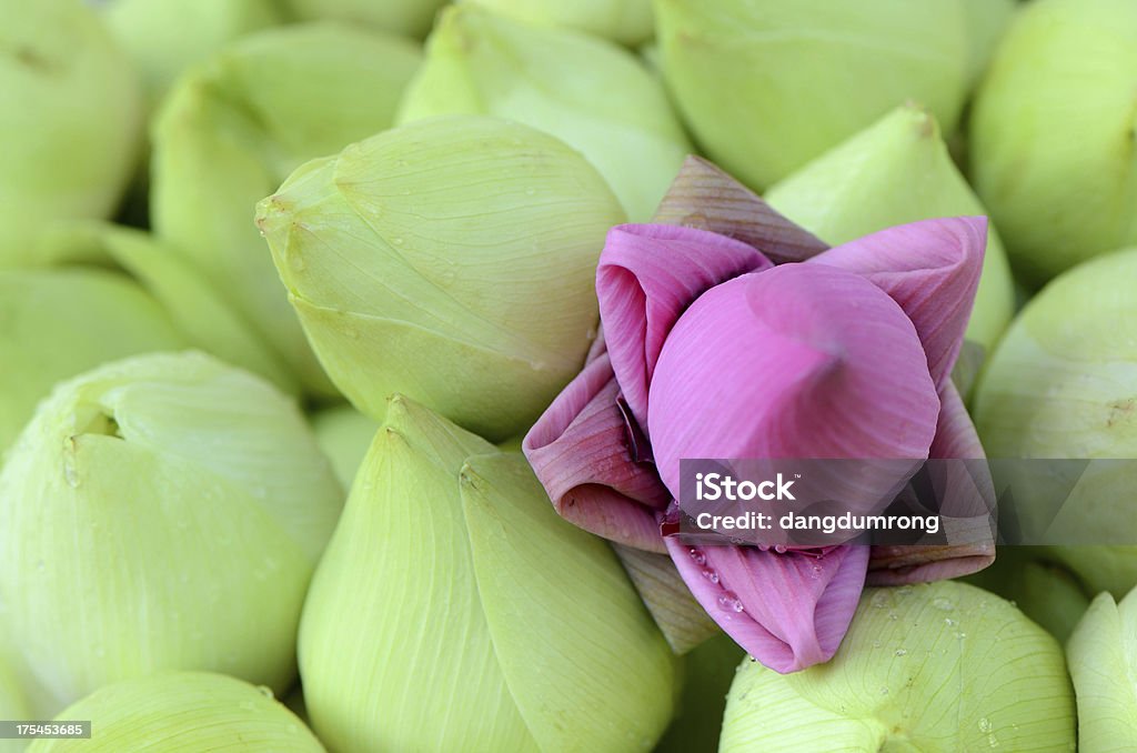 Violet fleur de Lotus parmi green - Photo de Arbre en fleurs libre de droits