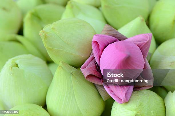 Photo libre de droit de Violet Fleur De Lotus Parmi Green banque d'images et plus d'images libres de droit de Arbre en fleurs - Arbre en fleurs, Beauté, Beauté de la nature