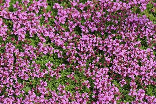 Thymus serpyllum blossoms - 'Common Sand Thyme'