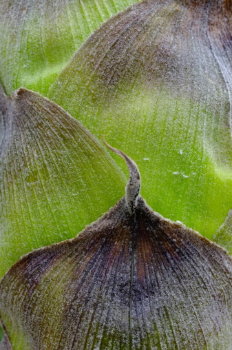 Macro close-up image of tight overlapping leaves at stem of plant.