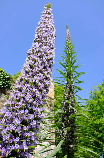 Buddleja, Jersey. Wide angle image of garden plant. buddleia blue stock pictures, royalty-free photos & images
