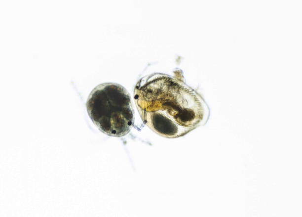 roztocza wodne hydrachnidia i małżączkoczko. zooplankton, mikroskorupiak pod mikroskopem świetlnym. powiększenie 100 razy, obiektyw mikroskopu 10 - water mite zdjęcia i obrazy z banku zdjęć