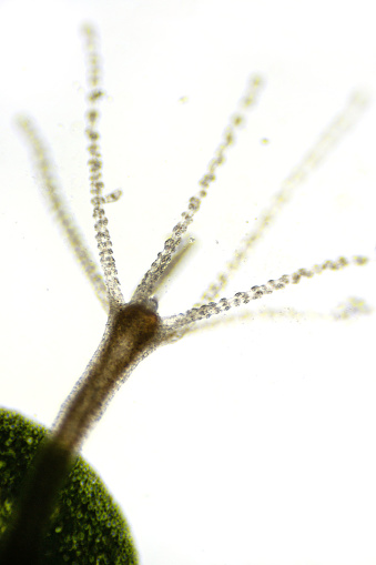 Hydra vulgaris under a light microscope, freshwater hydra taken from the pond