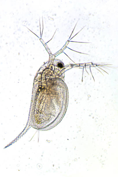 istock Zooplankton Water Flea Daphnia, microscopic image of crustacea, rgb shift, glitch effect 1754540187