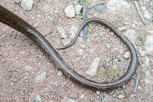 Slow worm (Anguis fragilis) in it's natural environment - on hot gravel road.