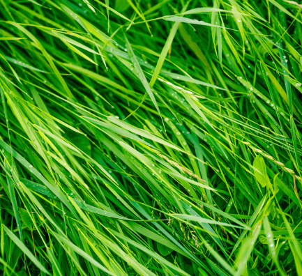 Fresh spring grass after rain