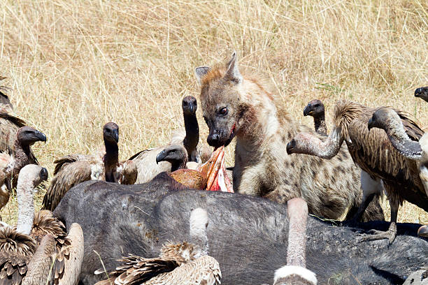 hiena retirándose los intestinos, parque nacional de masai mara, kenia - picking a fight fotografías e imágenes de stock
