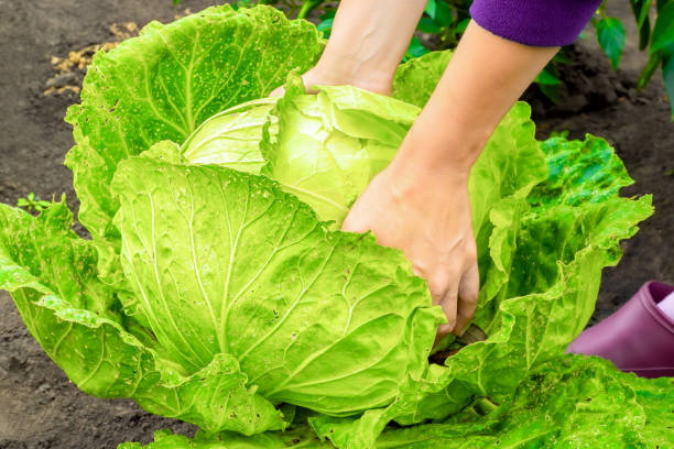 istock farmer picks fresh cabbage in the garden. 1754546169