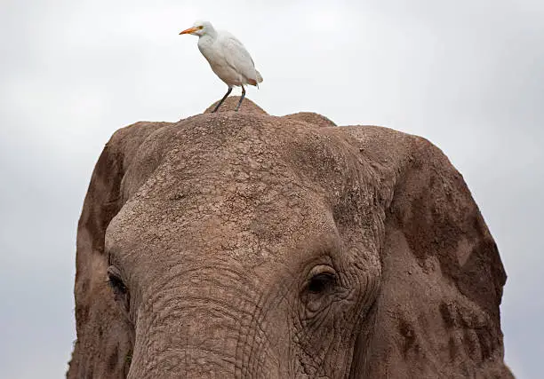 "Close up of a white Great Egret perching on top of an African Elephant aa Amboseli national park, Kenya"