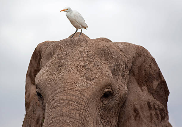 fotografii de stoc, fotografii și imagini scutite de redevențe cu elefantul și marea egretă - relaţie de simbioză
