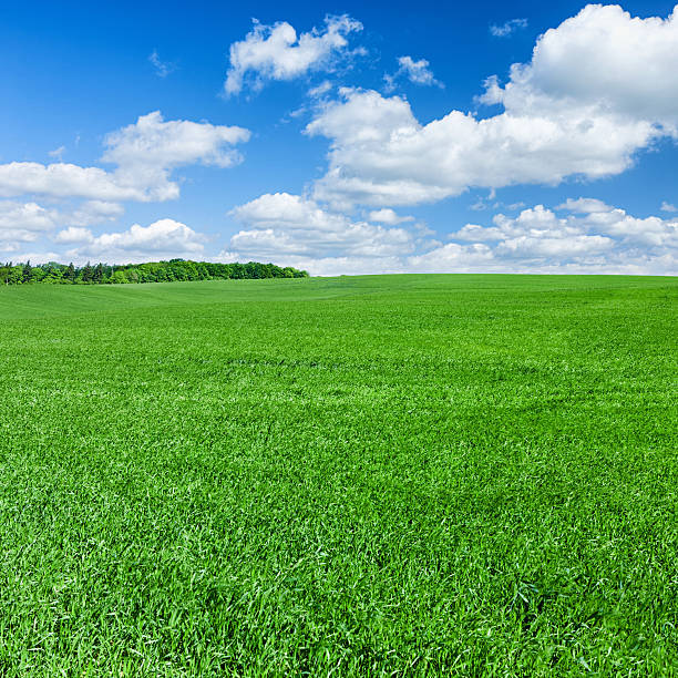 istock Square spring landscape XXXXL 31MPix - meadow, blue sky 175454661