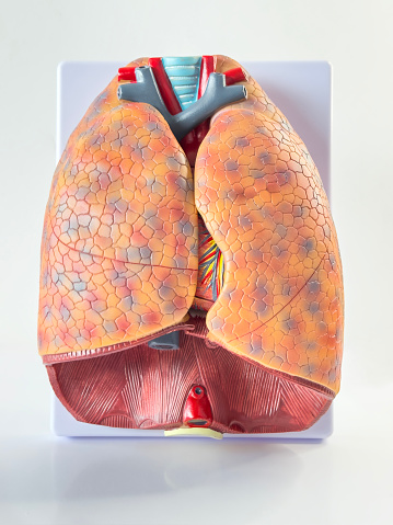 Human lung model on white background
