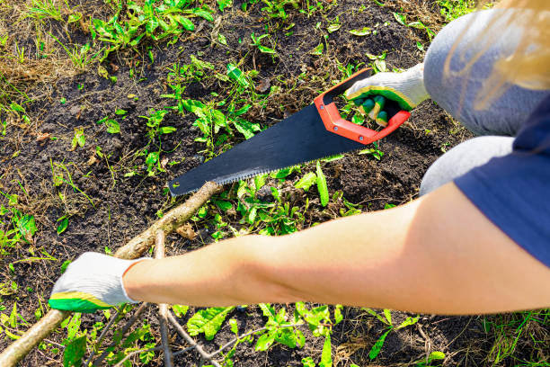 istock woman cutting down a tree in the garden. cutting down a tree trunk. 1754547986